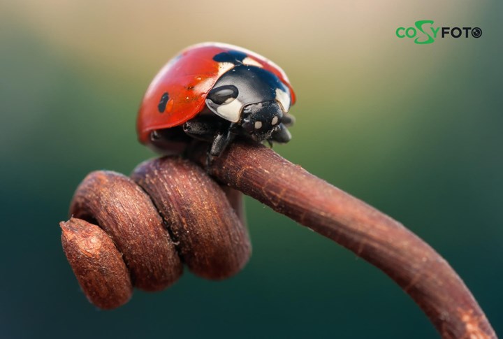 AVOID USING ZOOM phone photography tips